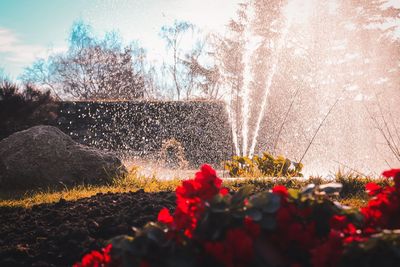 Red flowering plants on land against sky