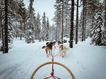 Dog running on snow covered landscape