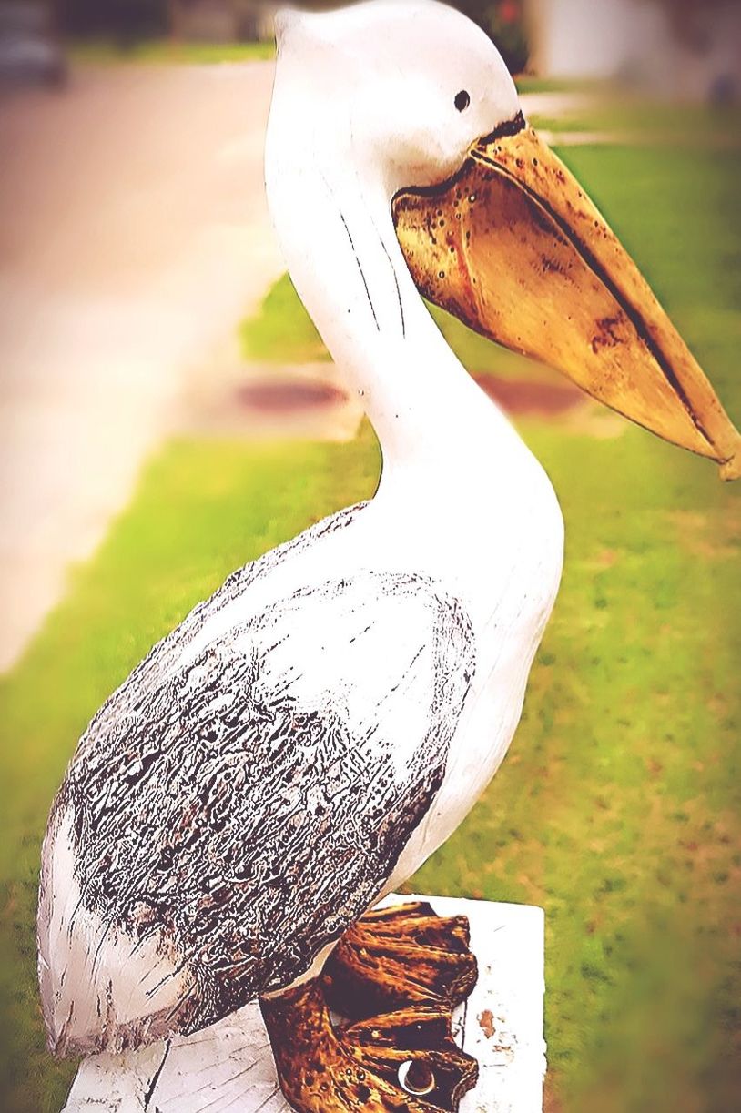 focus on foreground, bird, no people, vertebrate, close-up, animal, animal themes, day, nature, animal wildlife, animals in the wild, representation, outdoors, land, animal representation, one animal, art and craft, field, sculpture, white color