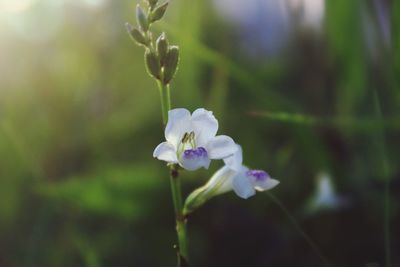 Close-up of white flowers blooming outdoors