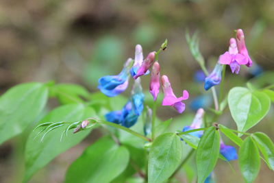 Close-up of purple flowering plant