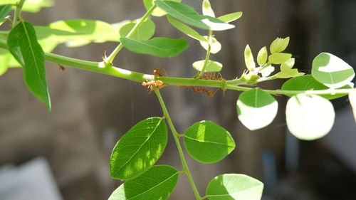 Close-up of insect on leaves