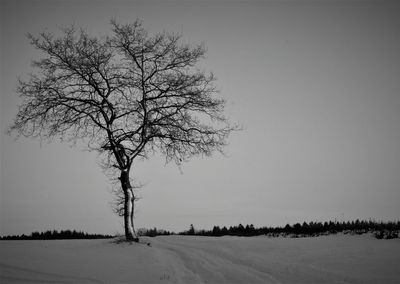 Bare tree on snow covered landscape against clear sky