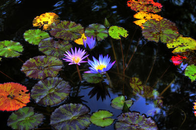 Close-up of purple flowers and leaves floating on water