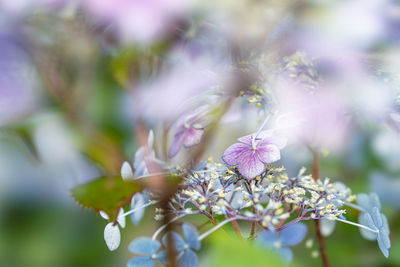 Close-up of purple flowering plant