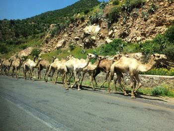 Horses on landscape