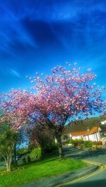 Trees against blue sky