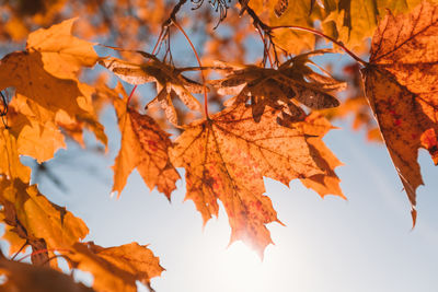 Low angle view of maple leaves against sky