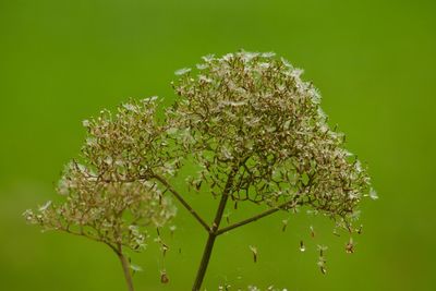 Close-up of flowering plant on tree