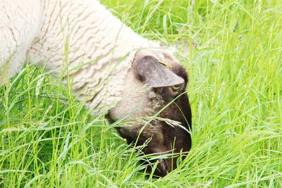 Close-up of sheep grazing on field
