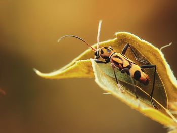 Close-up of insect