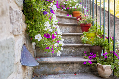 Potted plant against wall