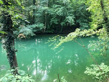 Scenic view of river amidst trees in forest