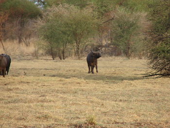 Horse standing in a field