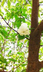 Low angle view of bird on tree