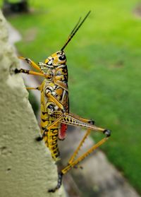 Close-up of grasshopper 