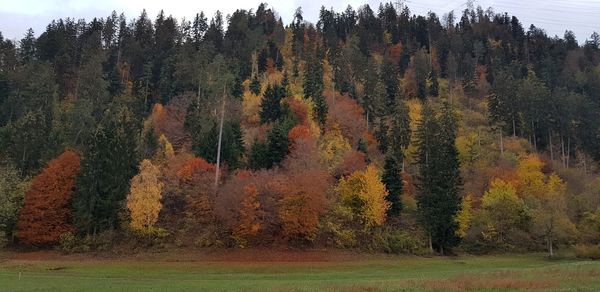 Trees on field during autumn