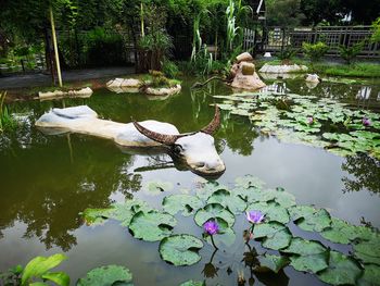 View of lotus water lily in lake