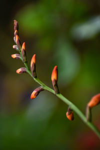 Close-up of flowering plant