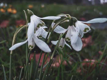 Close-up of white flowering plants on field