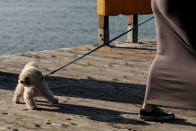 Low section of man with dog standing by sea