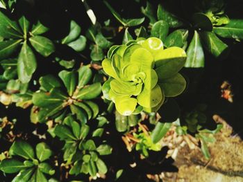 Close-up of yellow flower