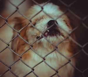 Dog locked in a cage,vintage color tone