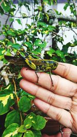 Close-up of a hand holding green leaves