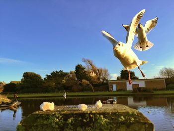 Seagull flying over calm blue sea