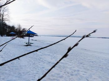 Scenic view of snow covered tree against sky