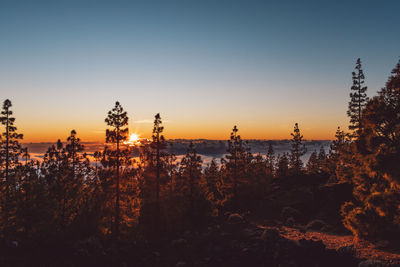 Silhouette plants and trees against sky during sunset