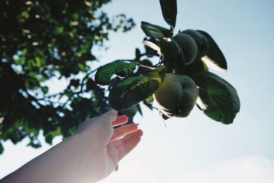 Close-up of hand reaching fruits growing on tree