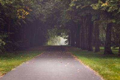 Road passing through trees