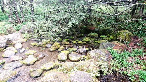 View of plants