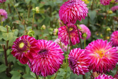 Close-up of pink flowering plants in park