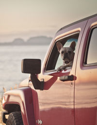 Close-up of dog on car by sea against sky