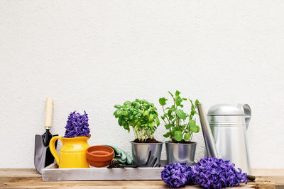 Gardening hobby concept, hyacinth flowers, mint, basil herb in metal pot, small garden equipment