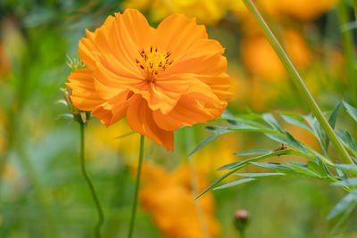 Close-up of orange flowering plant