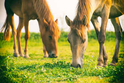Close-up of horses grazing on field