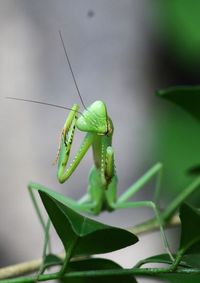 Close-up of insect on leaf