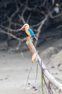 Close-up of bird perching on branch