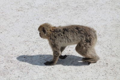 Cat standing on land