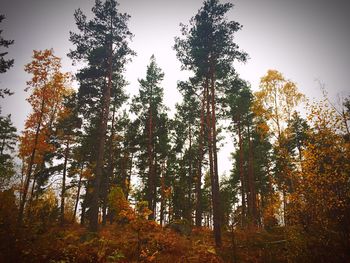 Low angle view of trees in forest during autumn