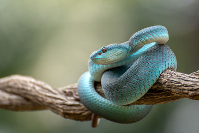 Close-up of lizard on tree