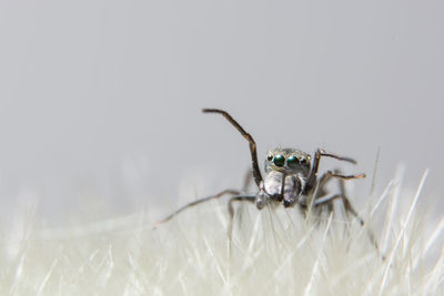 Close-up of spider