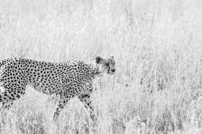 Side view of a cat on field