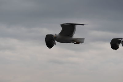 Low angle view of seagull flying in sky