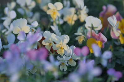 Close-up of white flowering plants in park