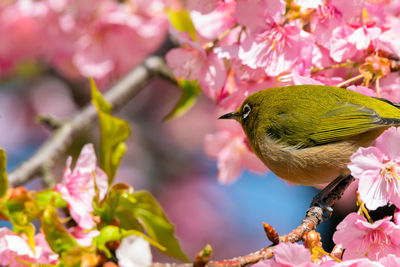 Close-up of bird perching on pink flower