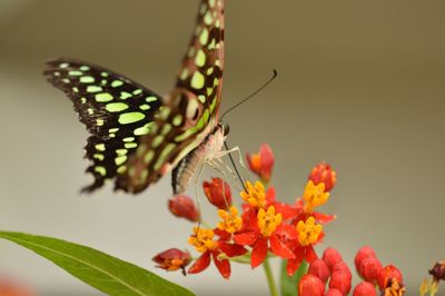 Close-up of butterfly pollinating on flower